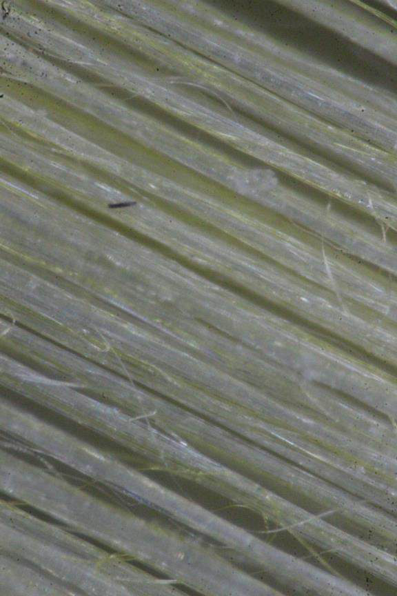 Close-up of a 24-ply natural spider silk thread